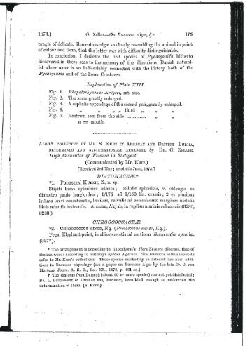 Download PDF - Algaebase
