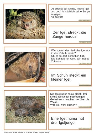 Der Igel streckt die Zunge heraus. Im Schuh ... - Zaubereinmaleins