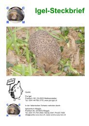 Igel-Steckbrief