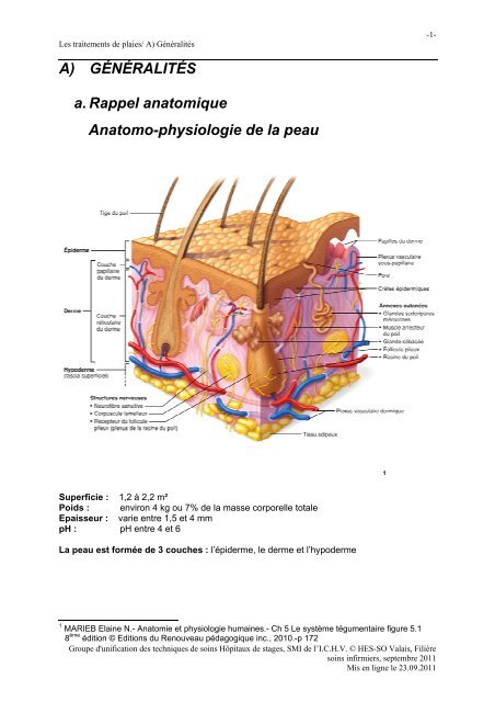 A) GÉNÉRALITÉS a. Rappel anatomique Anatomo-physiologie de ...