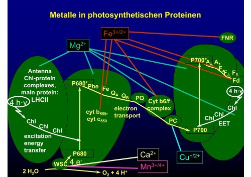 Schwermetalle und Pflanzen - eine komplizierte Beziehung (I)