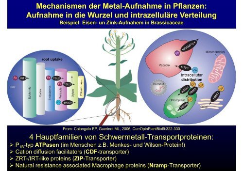 Schwermetalle und Pflanzen - eine komplizierte Beziehung (I)