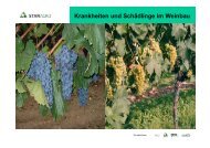 Krankheiten und Schädlinge im Weinbau