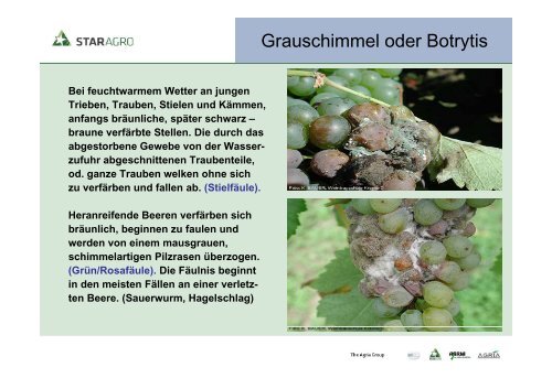 Krankheiten und Schädlinge im Weinbau