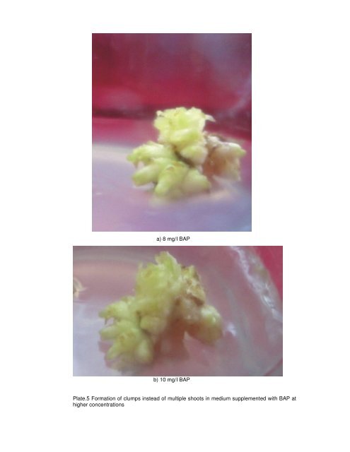 micropropagation studies in dracaena and cordyline - ETD ...