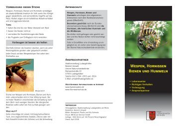 Wespen, Hornissen, Bienen und Hummeln (pdf, 2.8 ... - Ludwigshafen