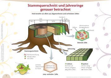 Stammquerschnitt und Jahresringe genauer betrachtet - Format-X