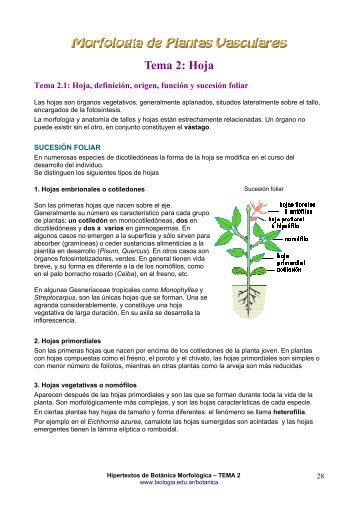 Tema 2. Hoja, definición, origen y función.