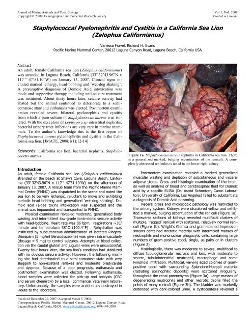 Staphylococcal Pyelonephritis and Cystitis in a California Sea - OERS