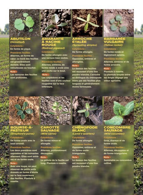 Guide d'identification des plantules de mauvaises herbes