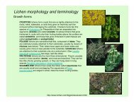 Lichen morphology and terminology