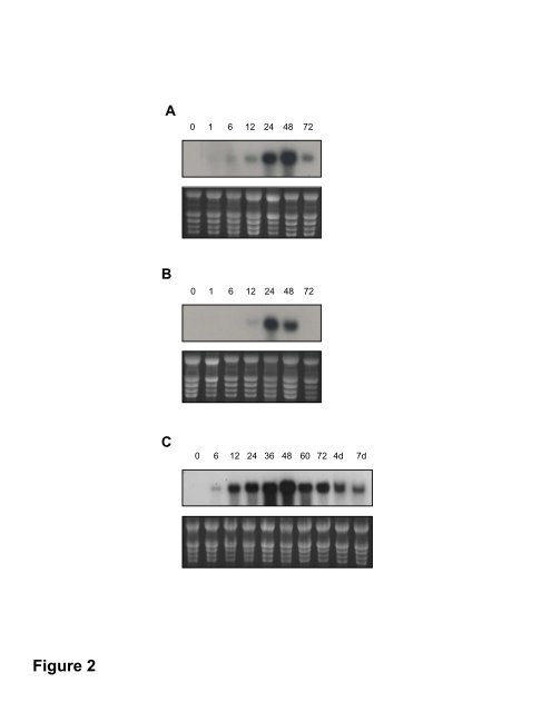 Tomato CDI as a Strong Chymotrypsin Inhibitor ... - Plant Physiology