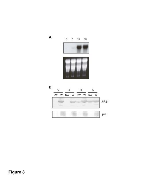 Tomato CDI as a Strong Chymotrypsin Inhibitor ... - Plant Physiology