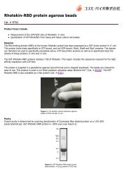 Rhotekin-RBD protein agarose beads