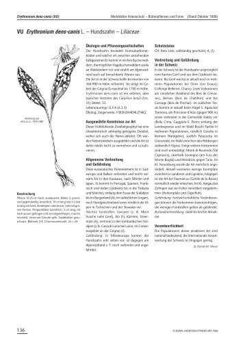 VU Erythronium dens-canis L. – Hundszahn – Liliaceae - Info Flora
