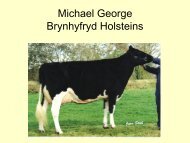 Michael George Brynhyfryd Holsteins