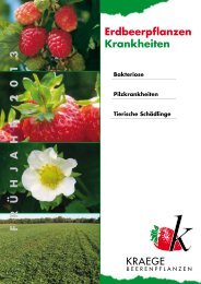 Erdbeerpflanzen Krankheiten Frü H ja H r 2013 - Kraege.de