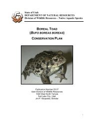 boreal toad - Utah Division of Wildlife Resources