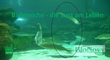 Badeteiche - die Lust am Leben - Gartenbau Graf
