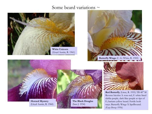 How to look at historic iris ~ Gesine Lohr - Historic Iris Preservation ...