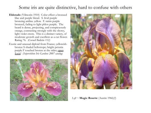 How to look at historic iris ~ Gesine Lohr - Historic Iris Preservation ...