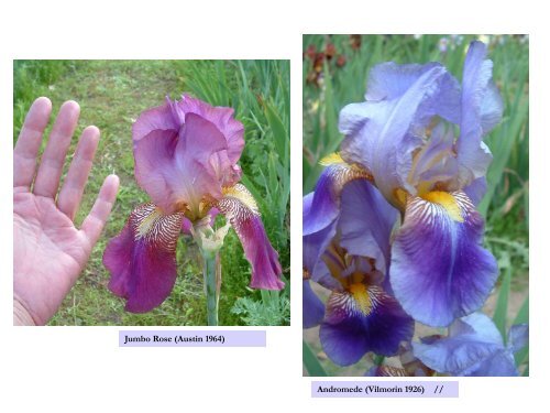 How to look at historic iris ~ Gesine Lohr - Historic Iris Preservation ...