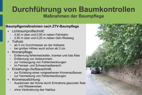 Baumkontrolle auf Friedhöfen - Landwirtschaft in Sachsen